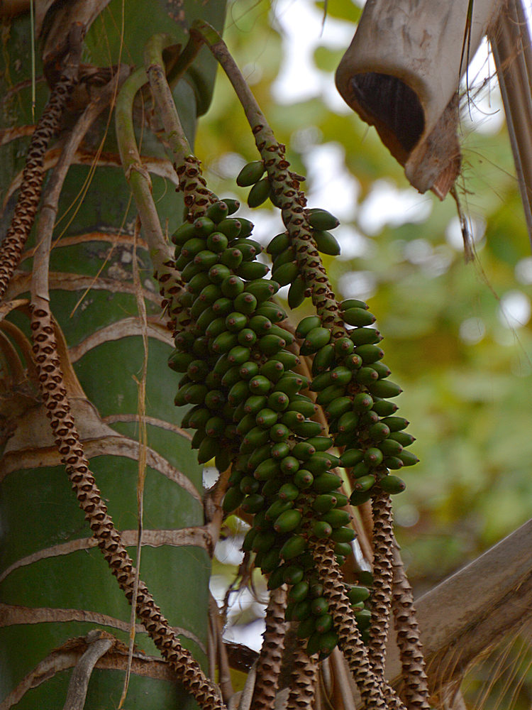 Seeds.jpg