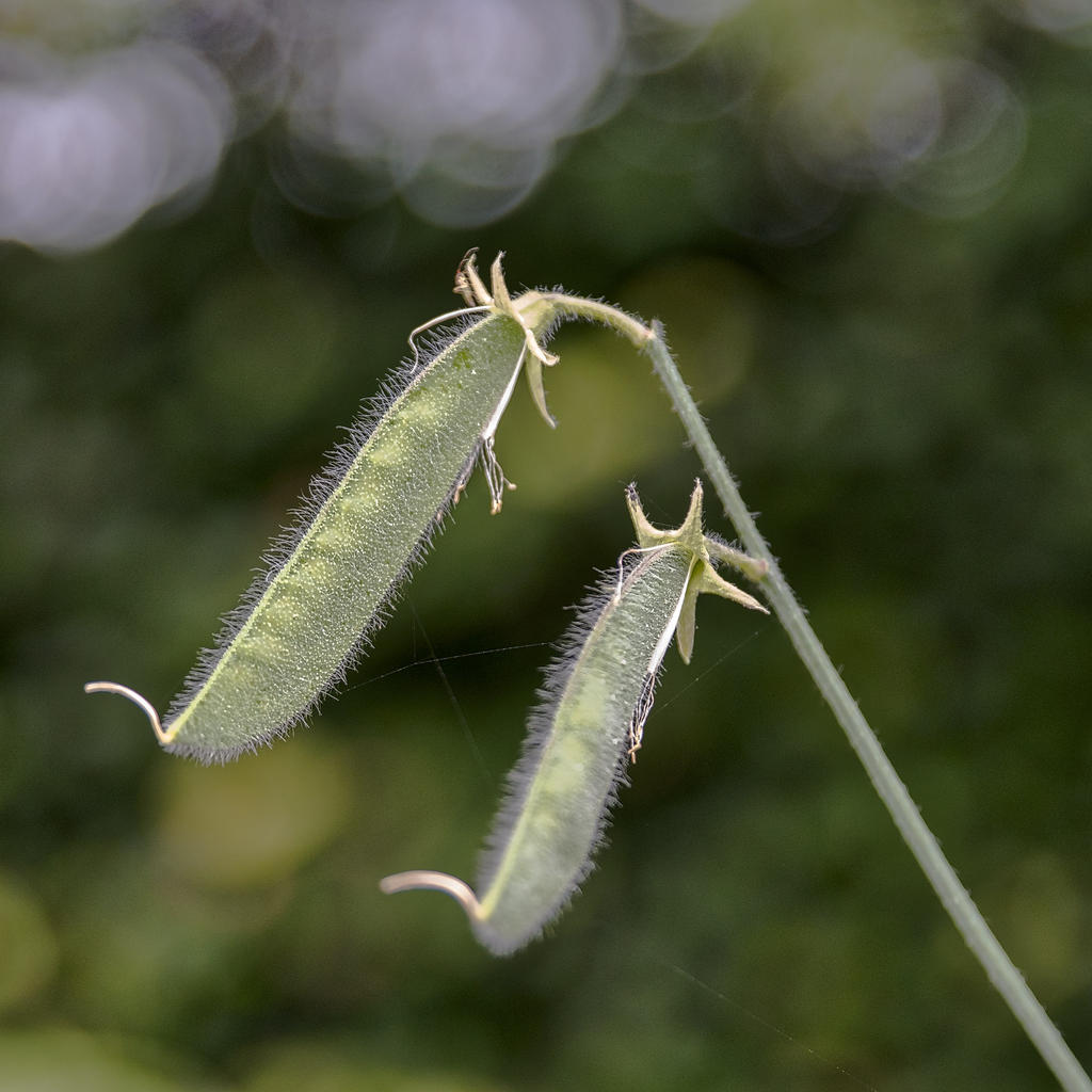 seeds.jpg