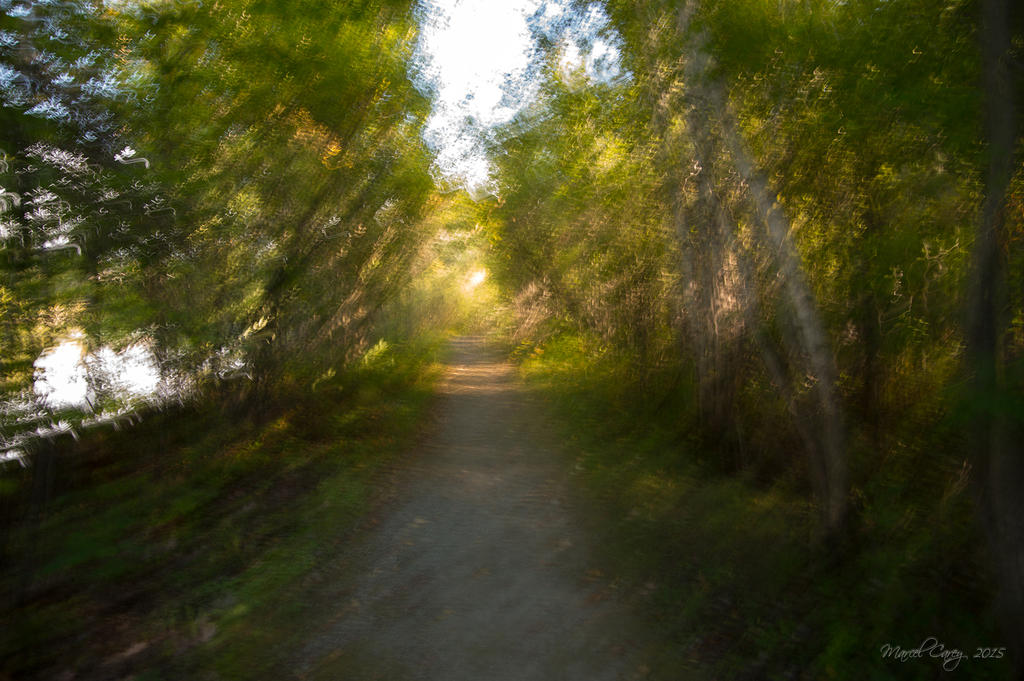 sentier.jpg