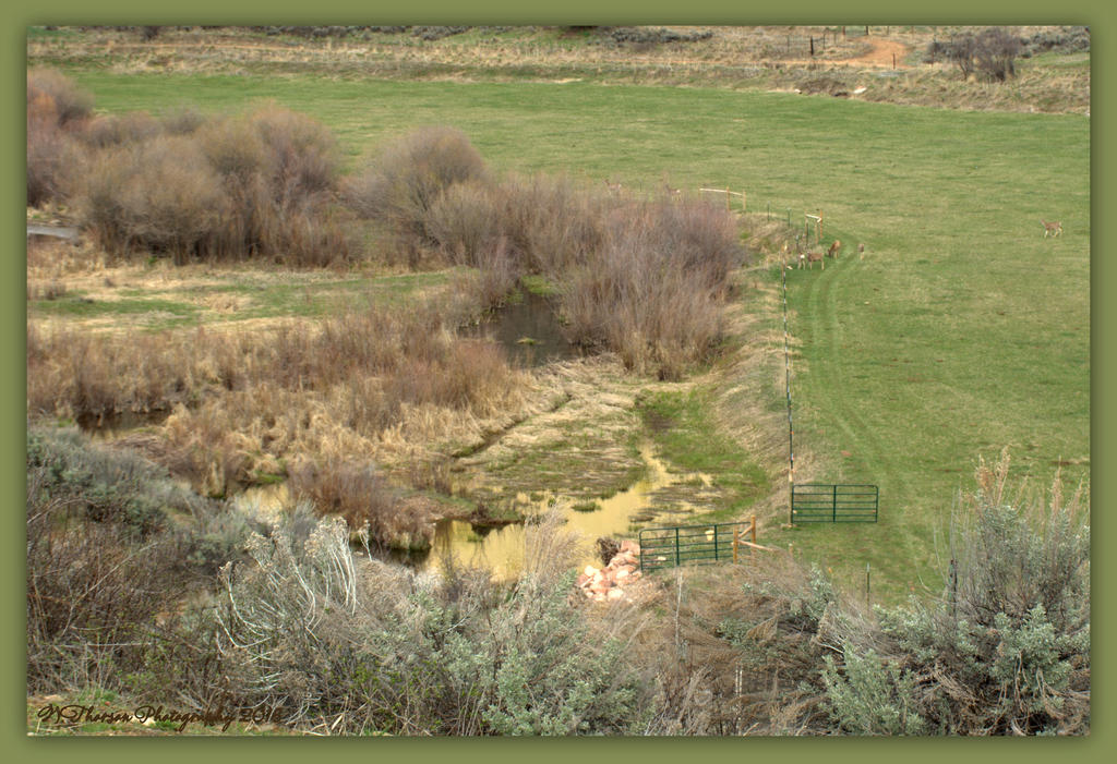 Seven Deer in a Meadow 4-16-2016.jpg