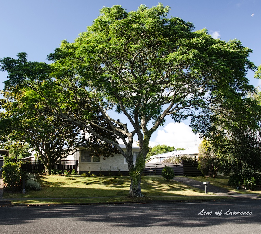 Shade Tree LOL.jpg