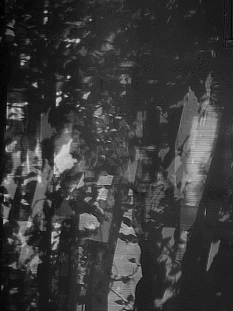 Shadows2.jpg