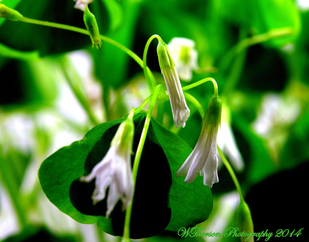 Shamrock Flowers.jpg