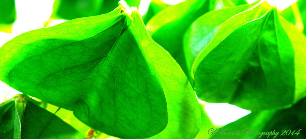 Shamrock Leaf.jpg