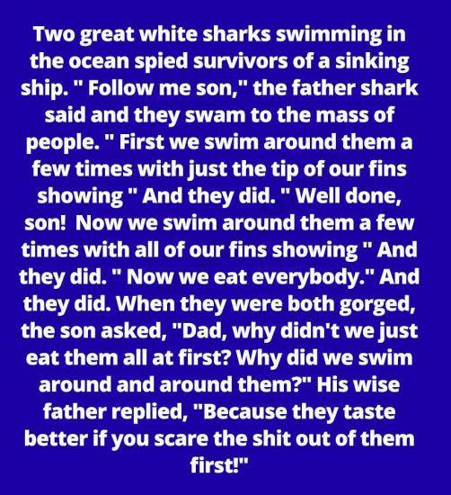 shark.jpg