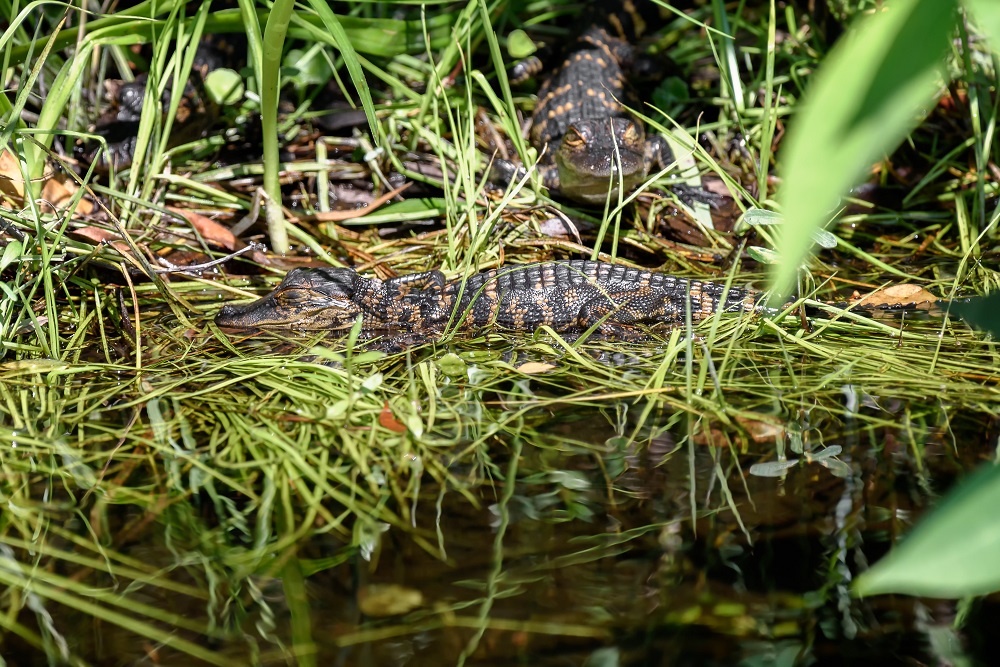 Shark Valley, Everglades--4.jpg