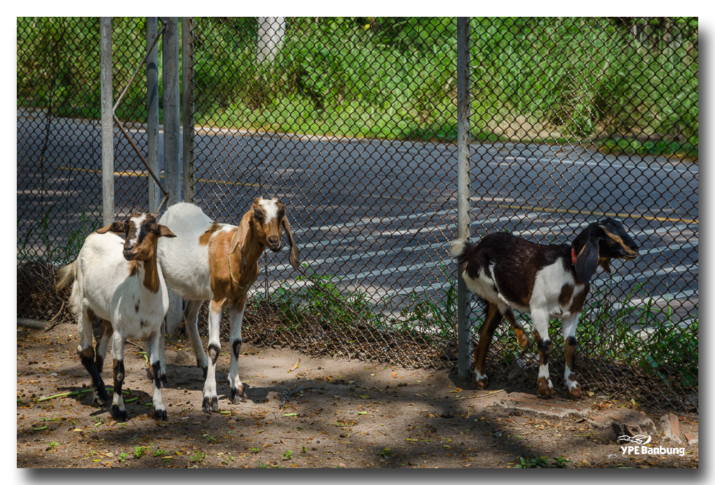 sheep-1-FrameShop.jpg