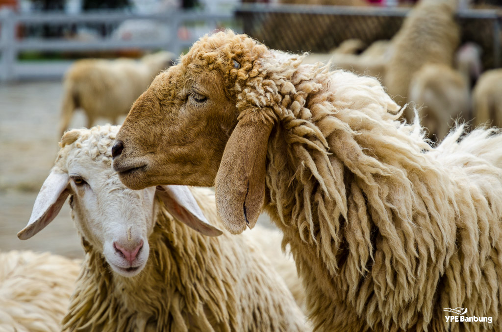 sheep-1.jpg