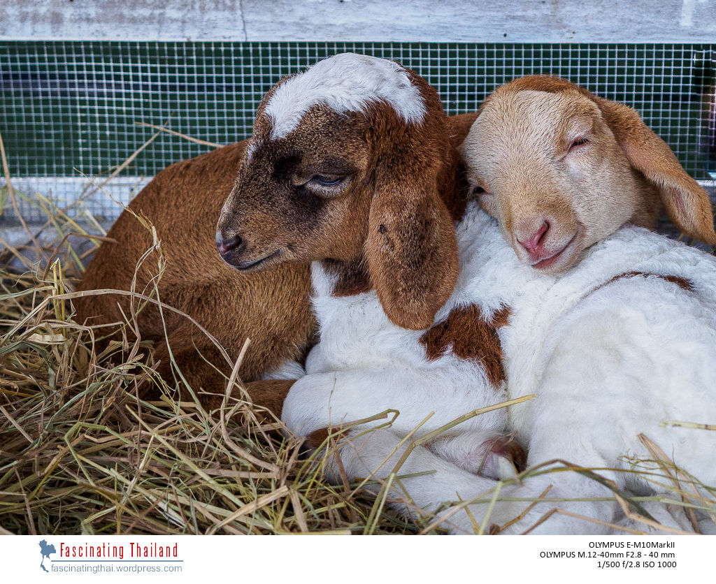 sheep-2.jpg