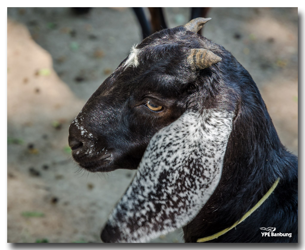 sheep-3-FrameShop.jpg