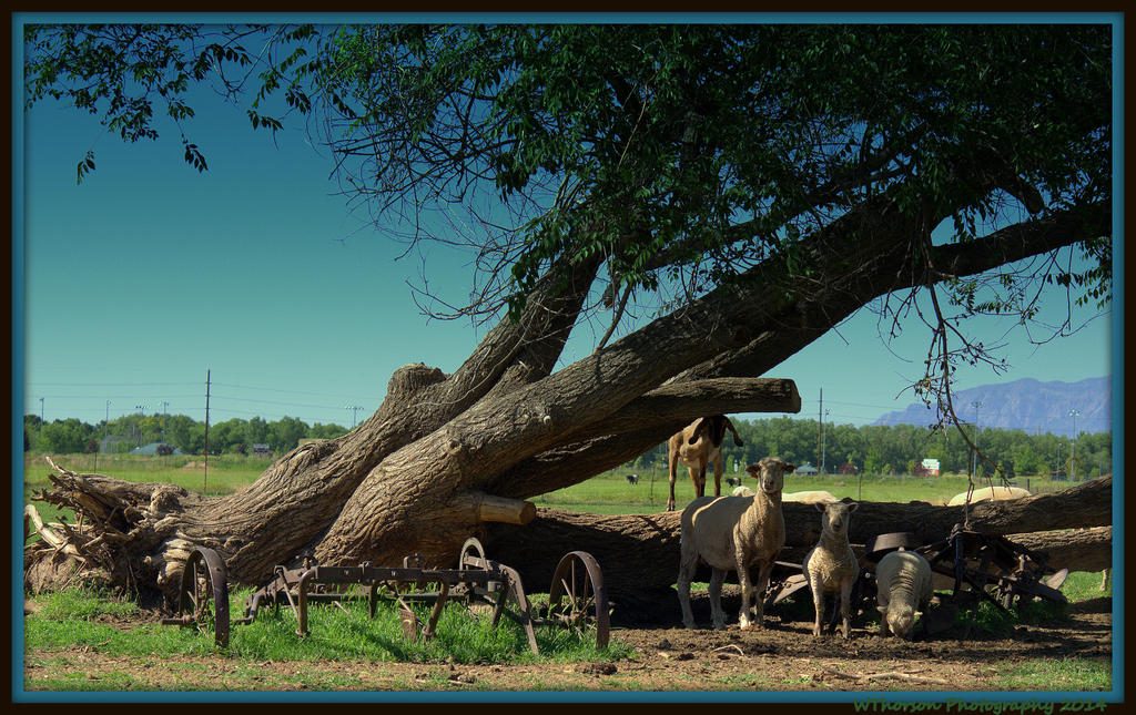 Sheep and a Goat Under a Leaning Tree.jpg