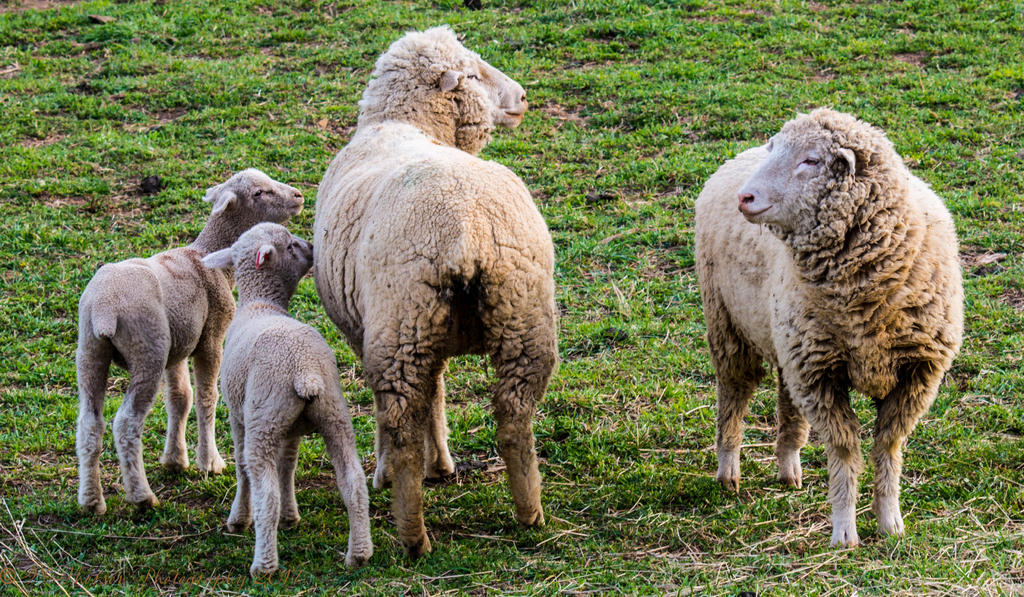 Sheep Family Portrait Gone Wrong in Lost Creek Canyon 4-16-2017.jpg