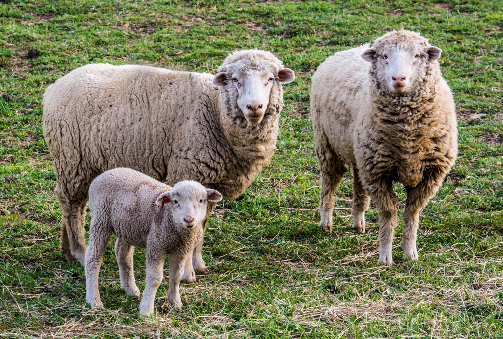 Sheep Family Portrait in Lost Creek Canyon 4-16-2017.jpg