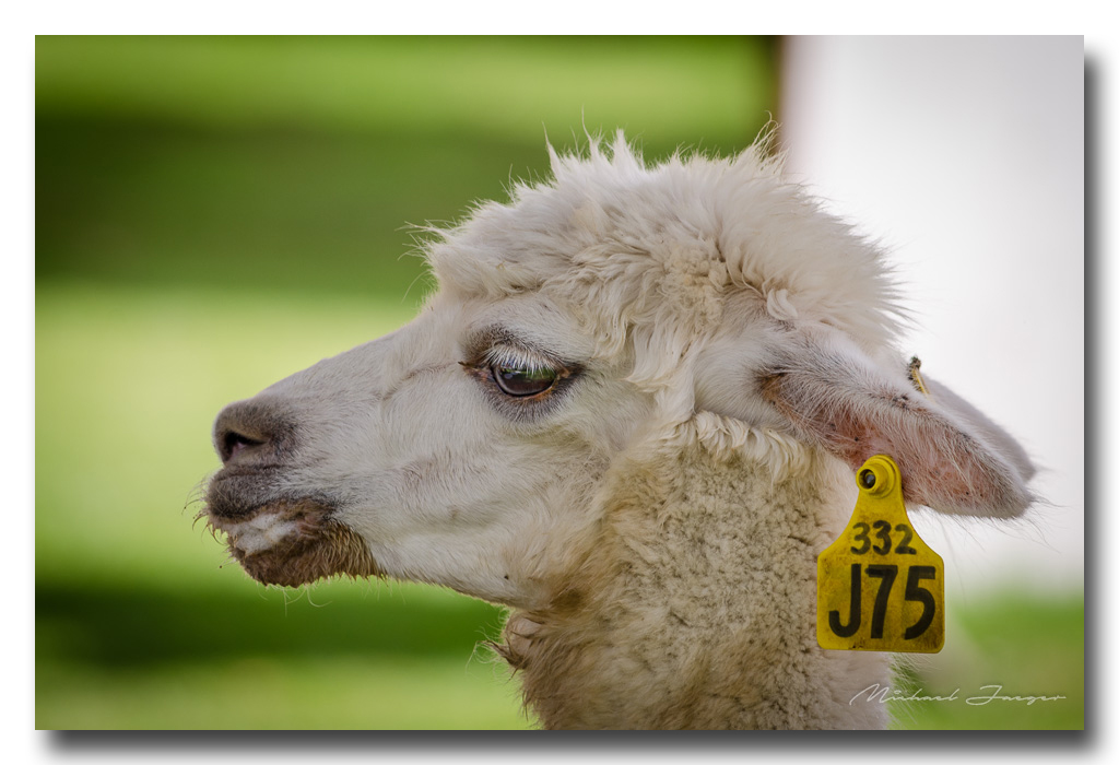sheep-mark.jpg