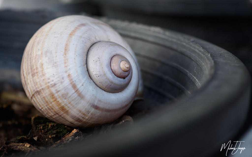 shell-1.jpg