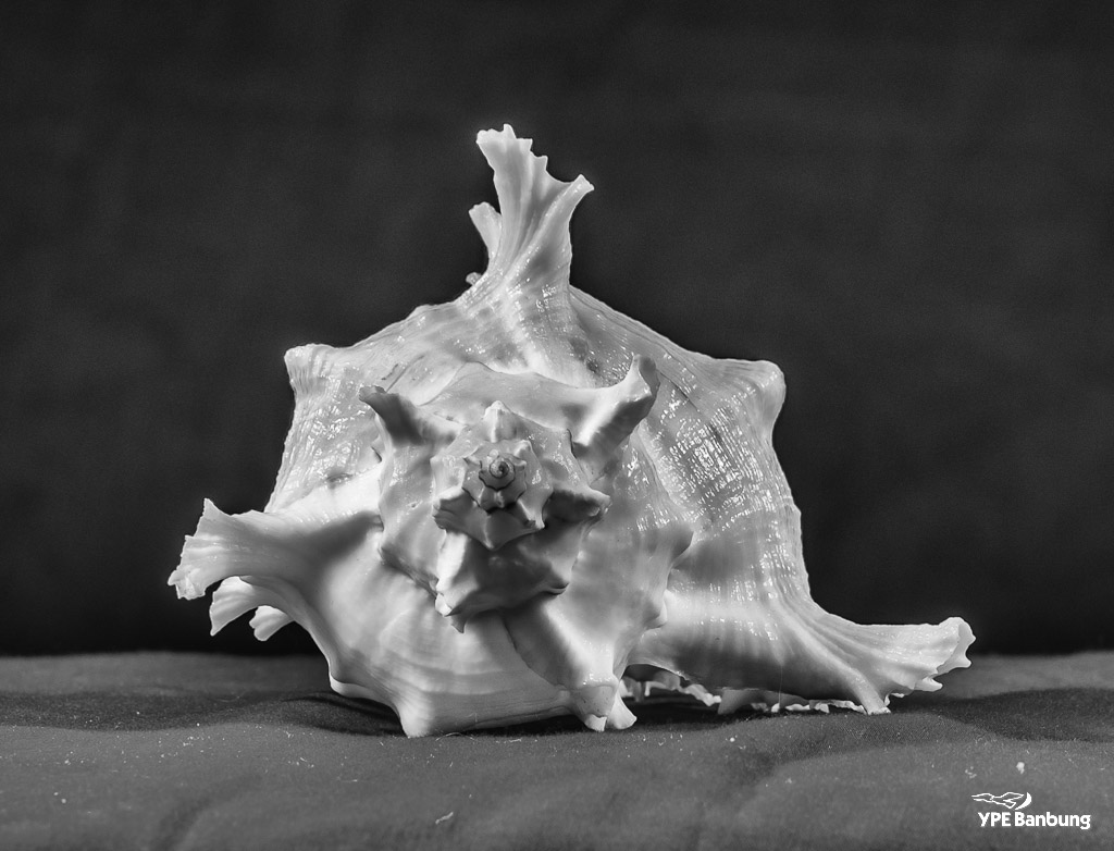 shell-b-w-1.jpg