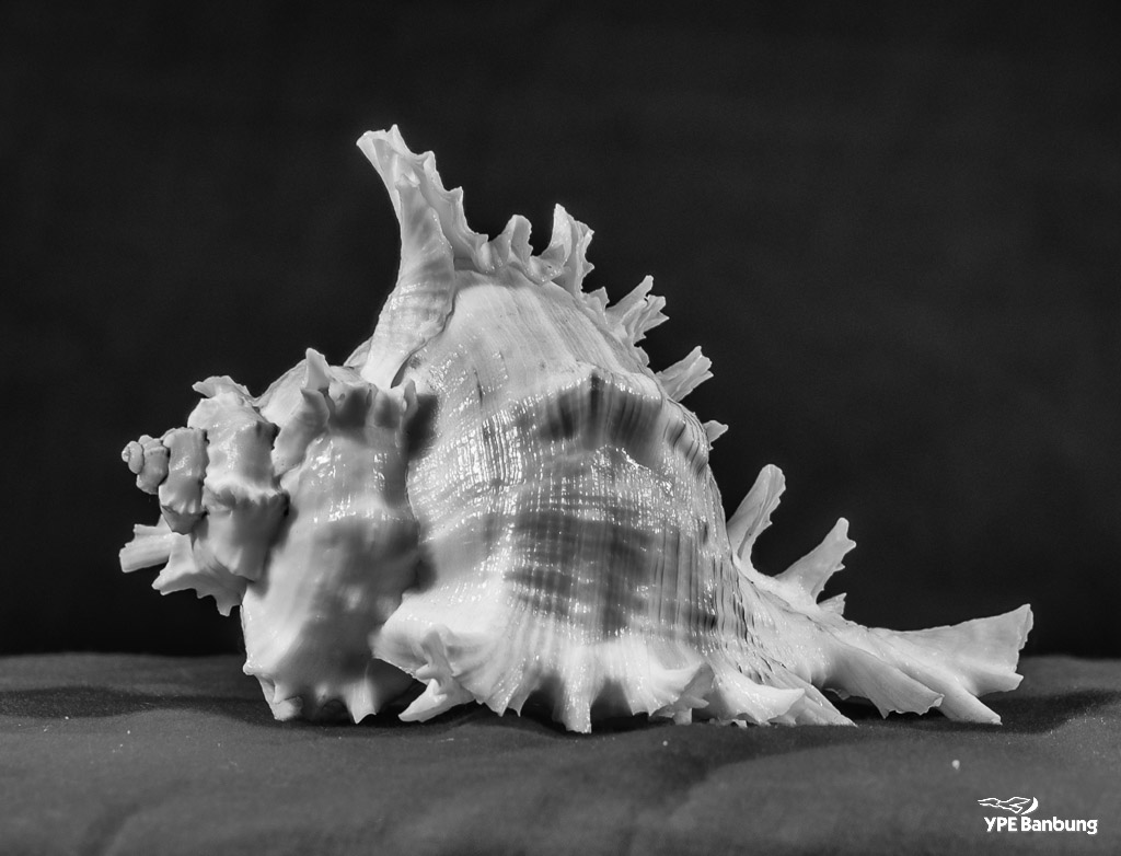 shell-b-w-2.jpg