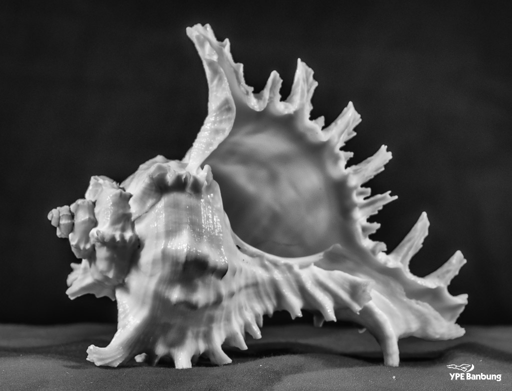 shell-b-w-4.jpg