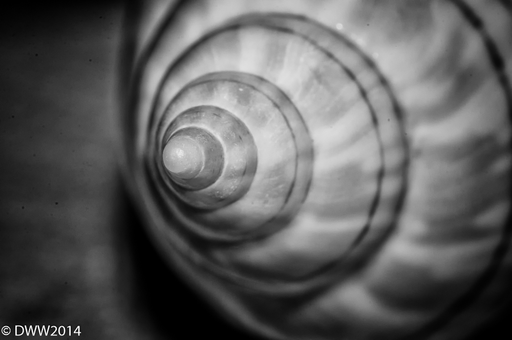 Shell2.jpg