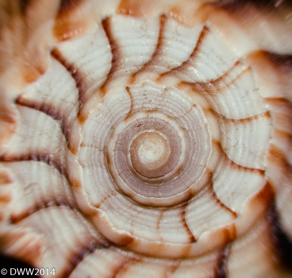 Shell3.jpg