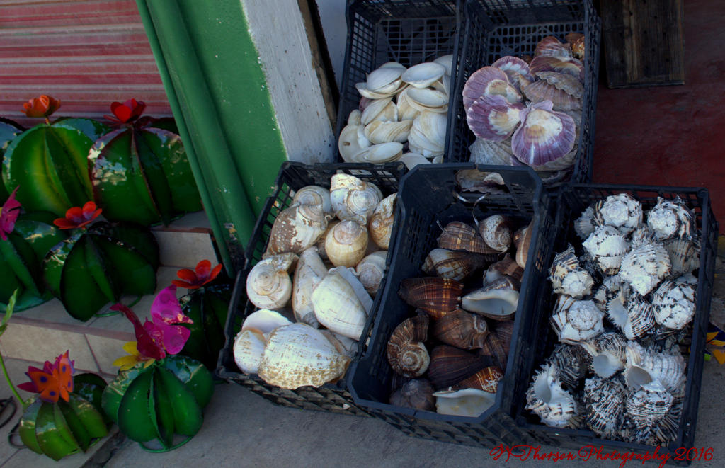 Shells 12-31-2016.jpg