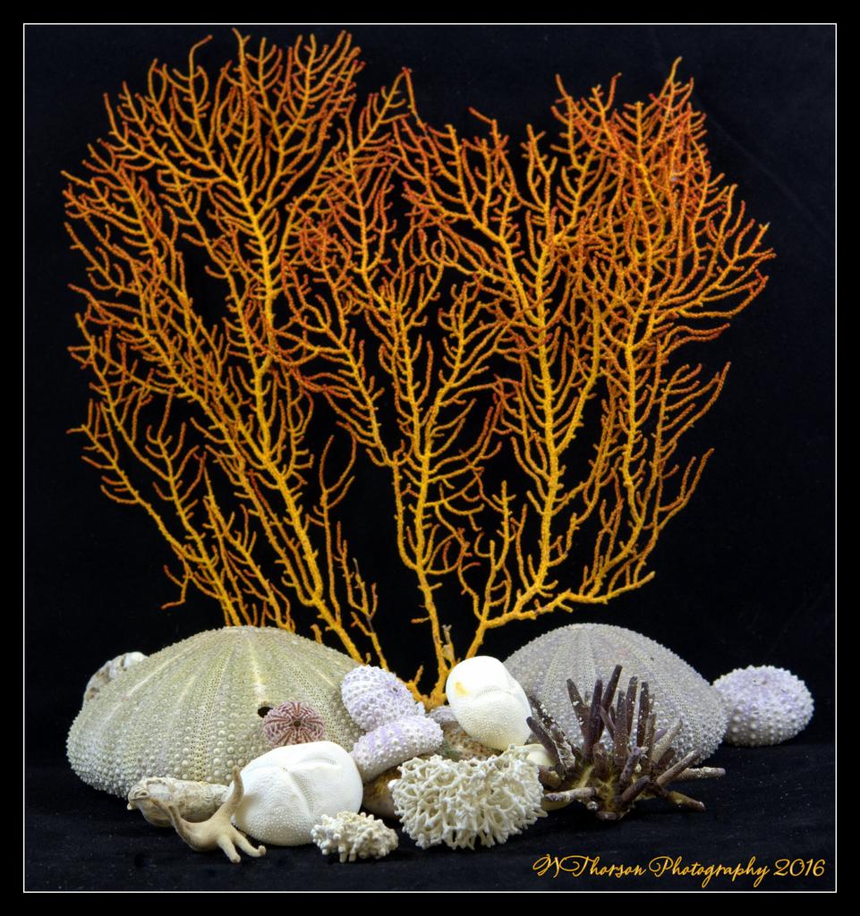 Shells 5-15-2016.jpg