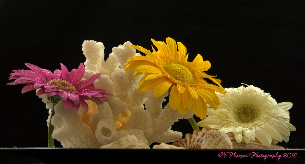 Shells and Gerbera Dasies #2 9-16-2016.jpg