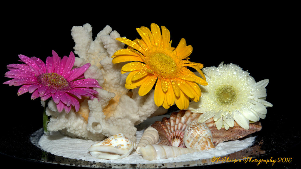 Shells and Gerbera Dasies 9-16-2016.jpg
