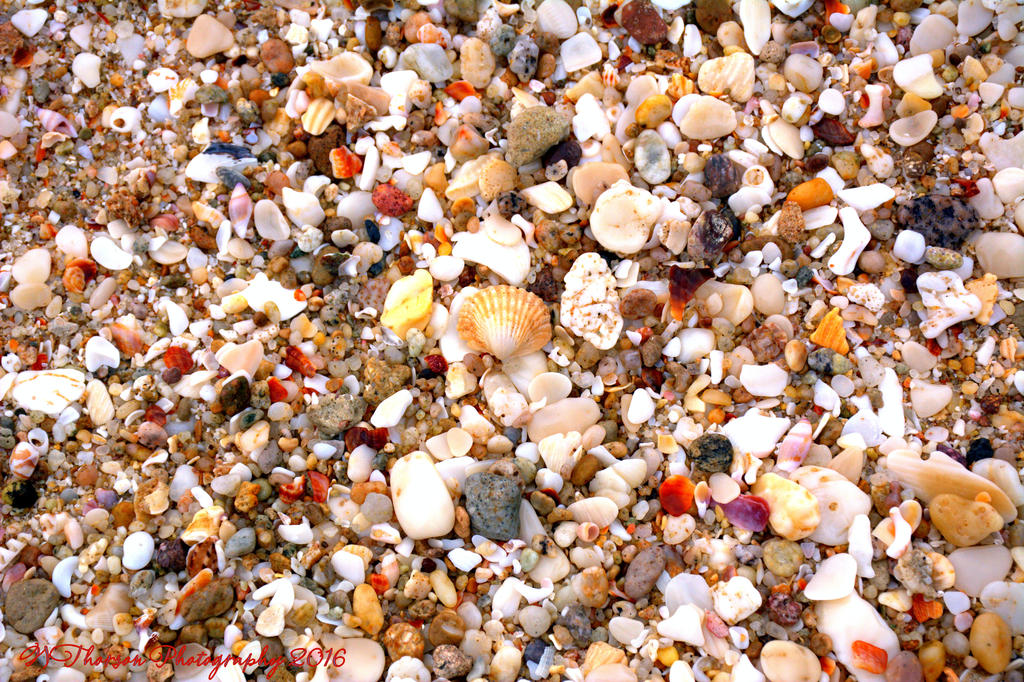 Shells on the Beach 12-28-2016.jpg