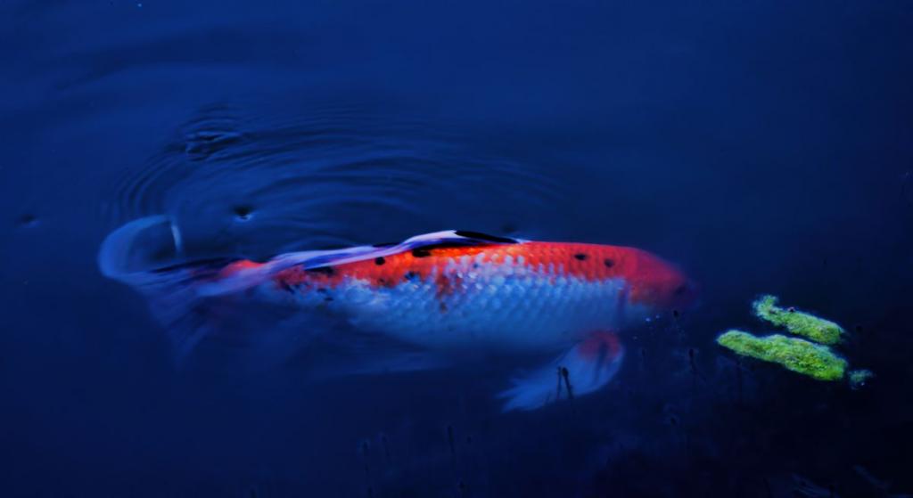 she's so koi1200.jpg