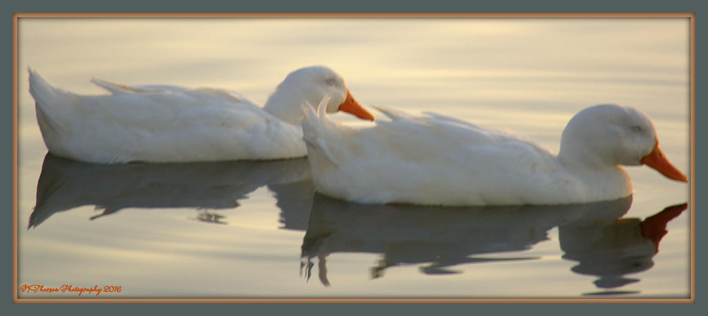SHHH The Ducks are Sleeping 2-21-2016.jpg