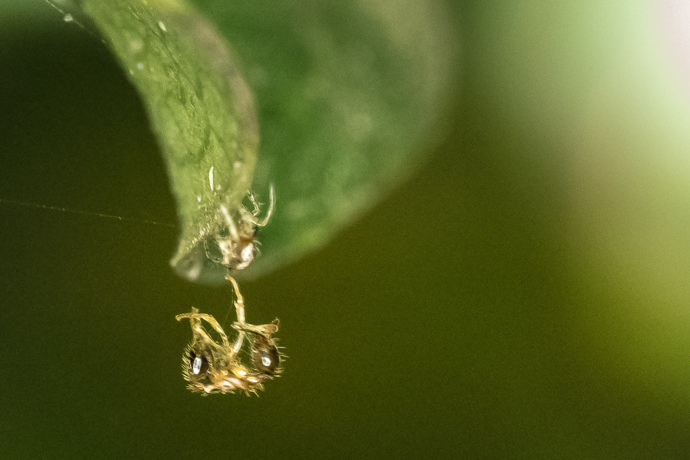 SHM_0779-2.jpg