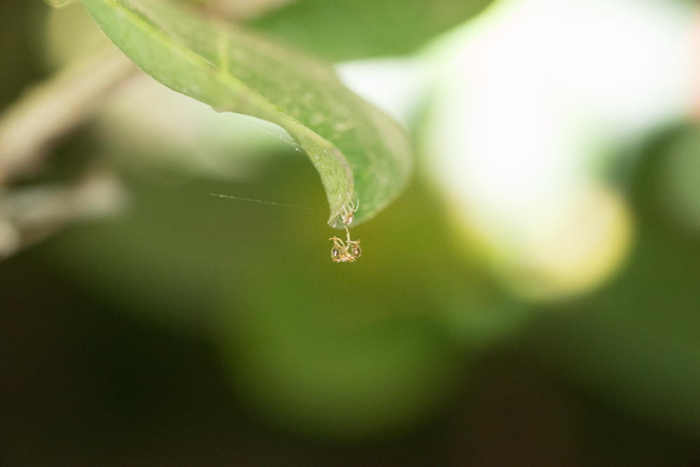 SHM_0779.jpg