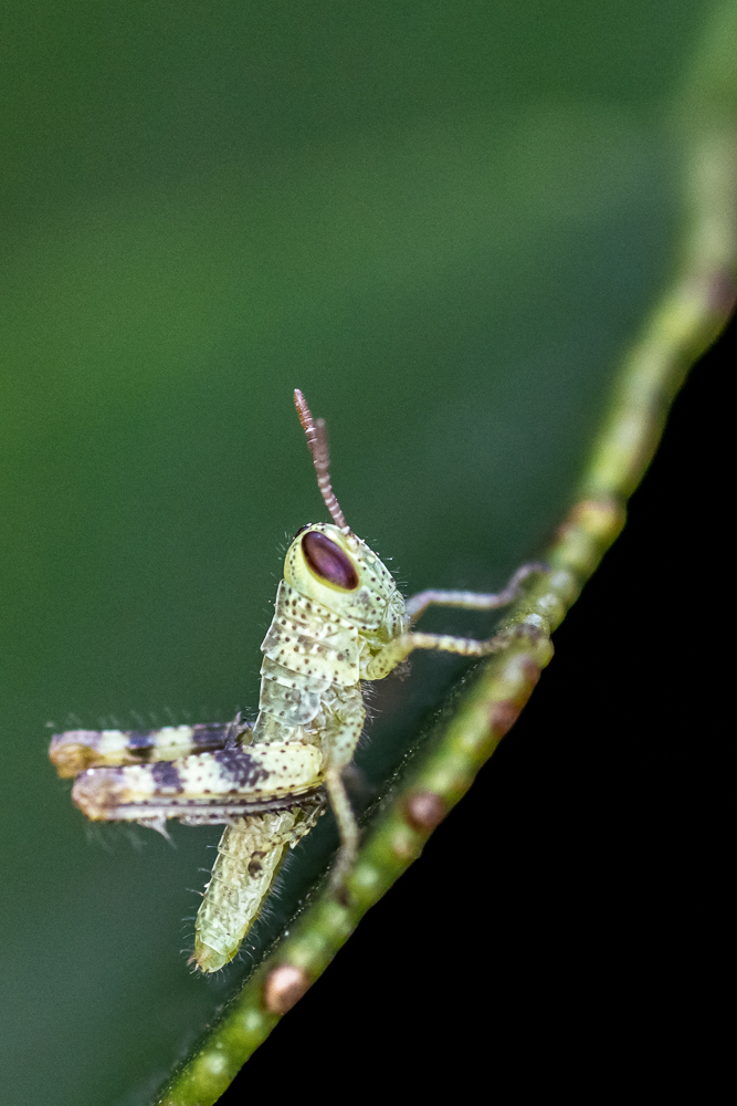 SHM_0847.jpg