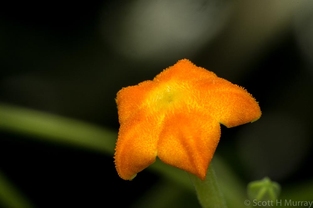 SHM_3910.jpg