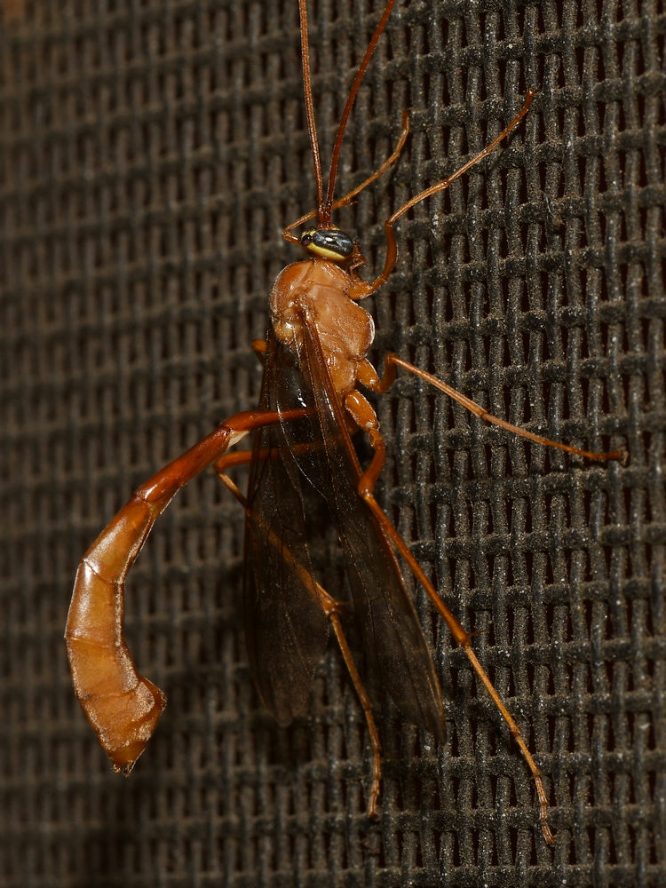 ShortTailWasp.jpg