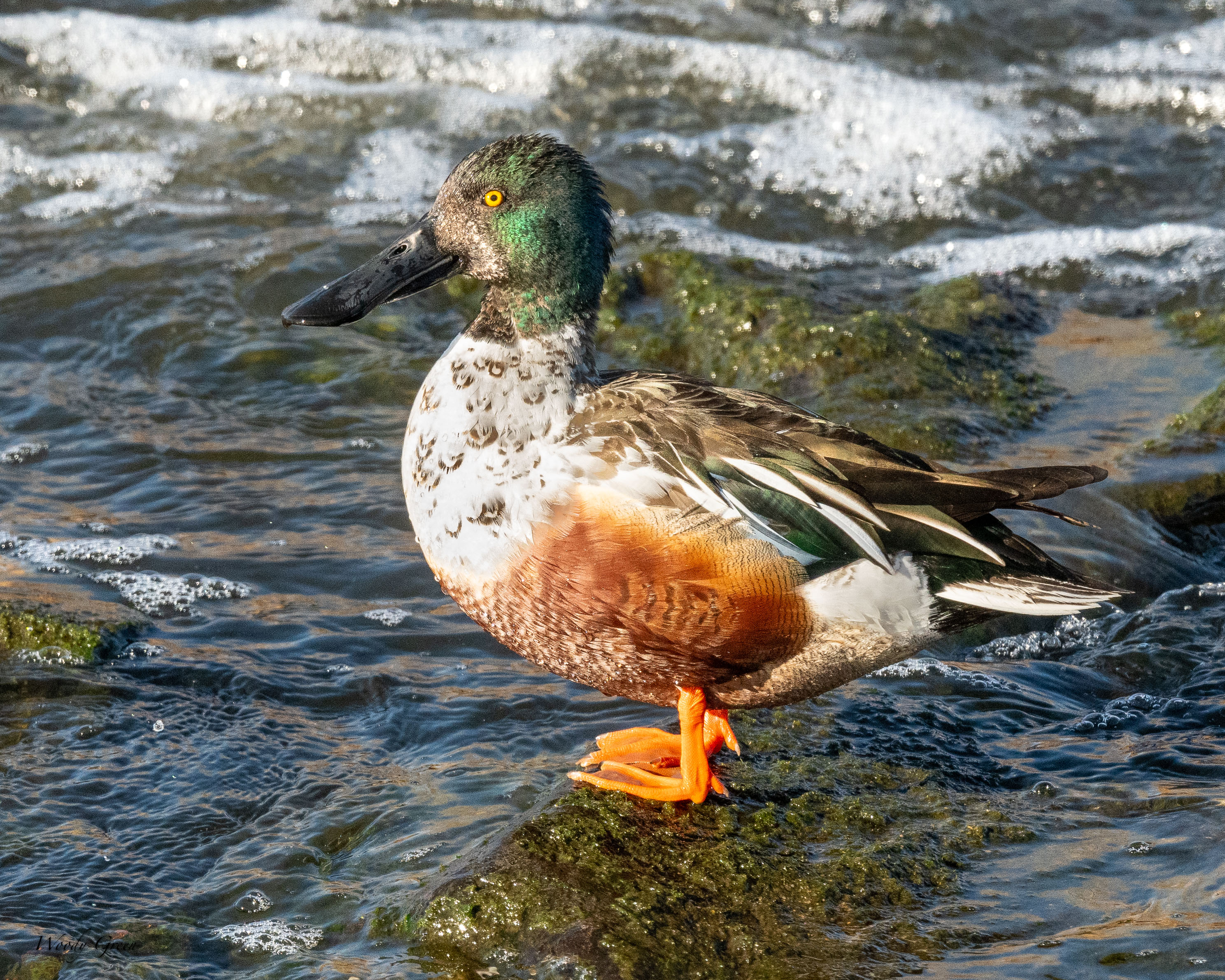 Shoveler-279.jpg