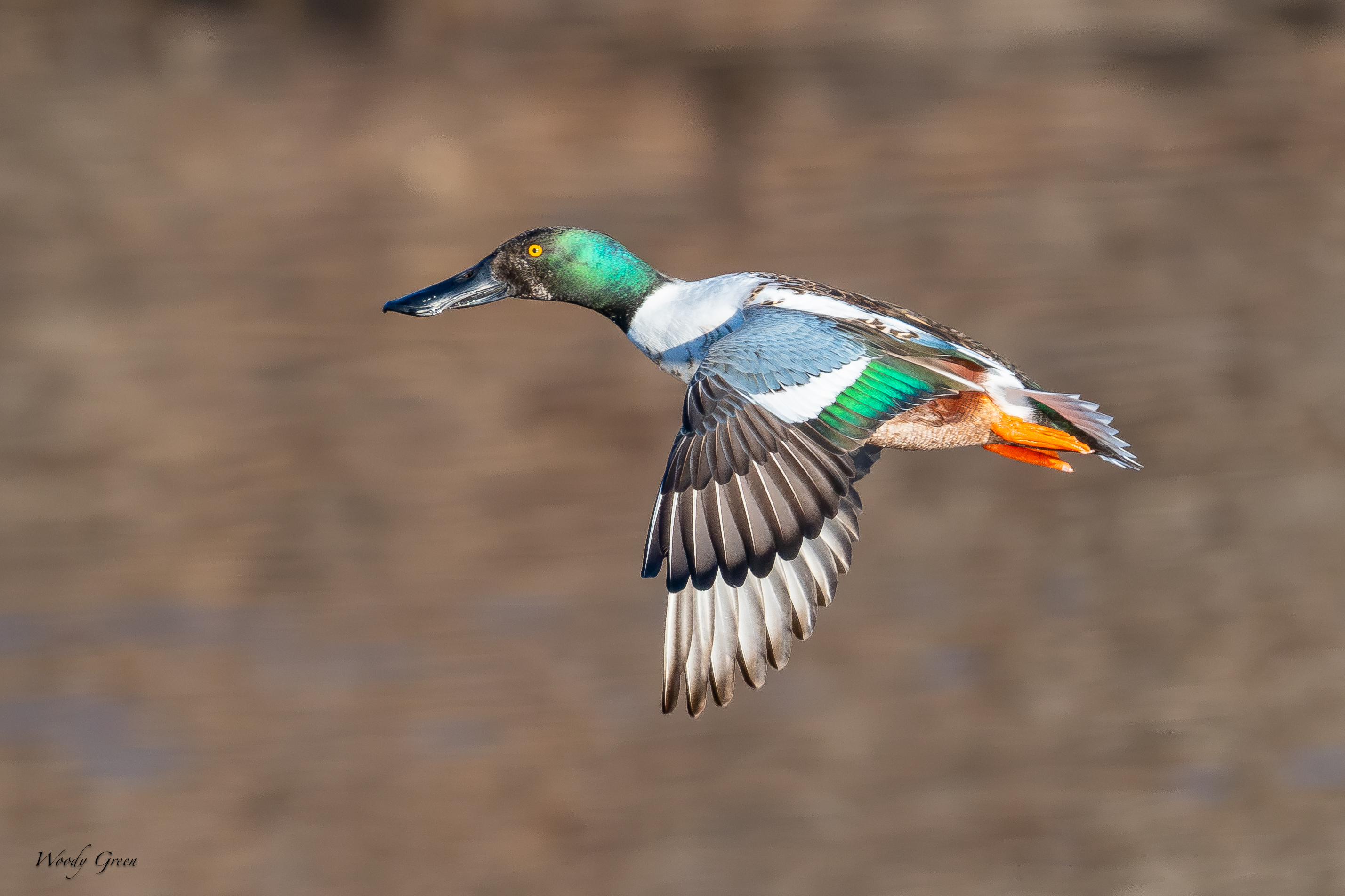 Shoveler-282.jpg