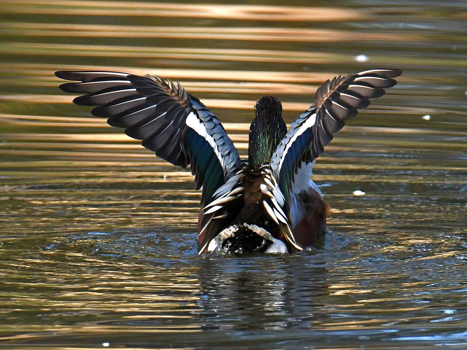 Shoveler2.jpg