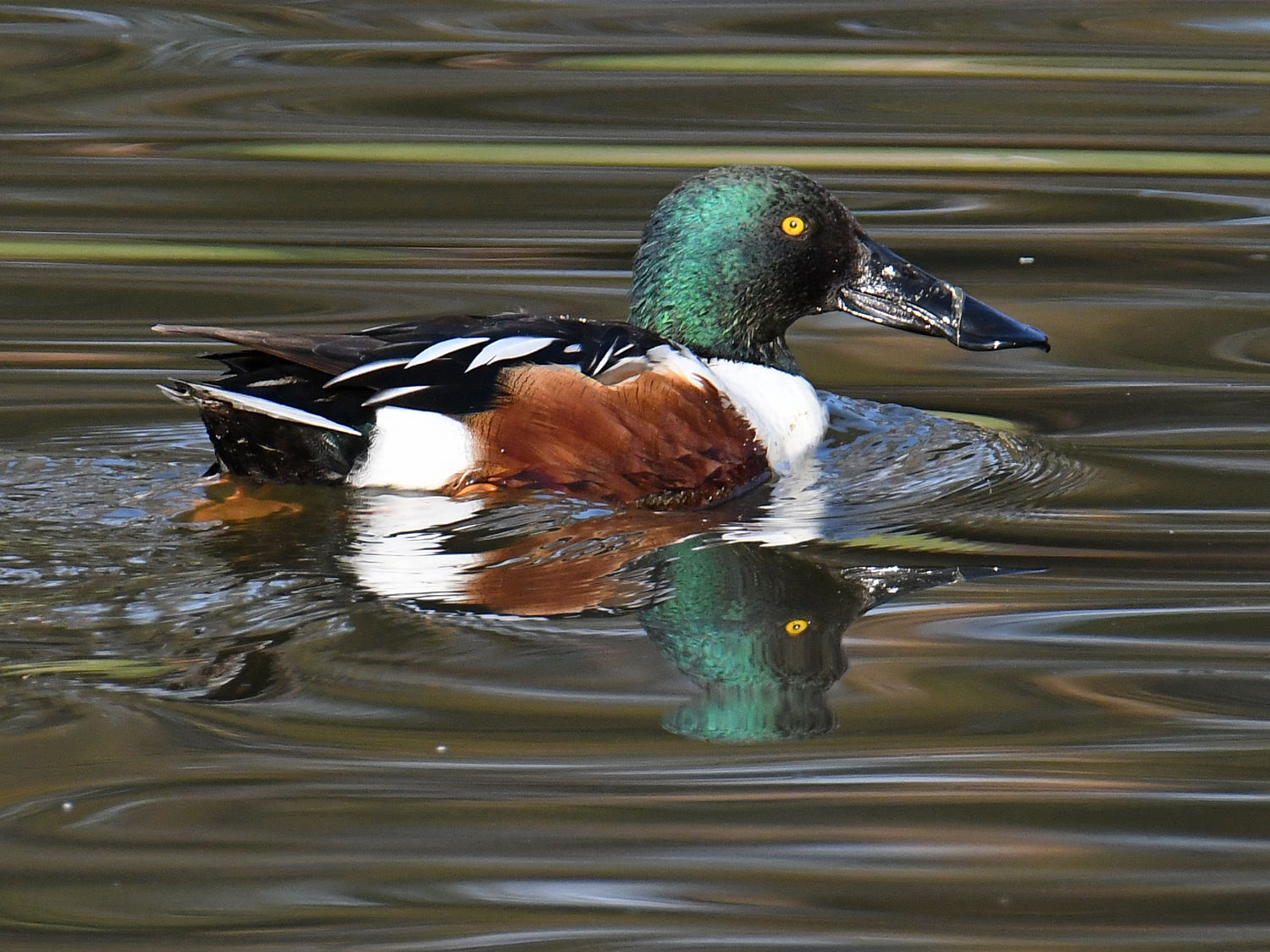 Shoveler3.jpg