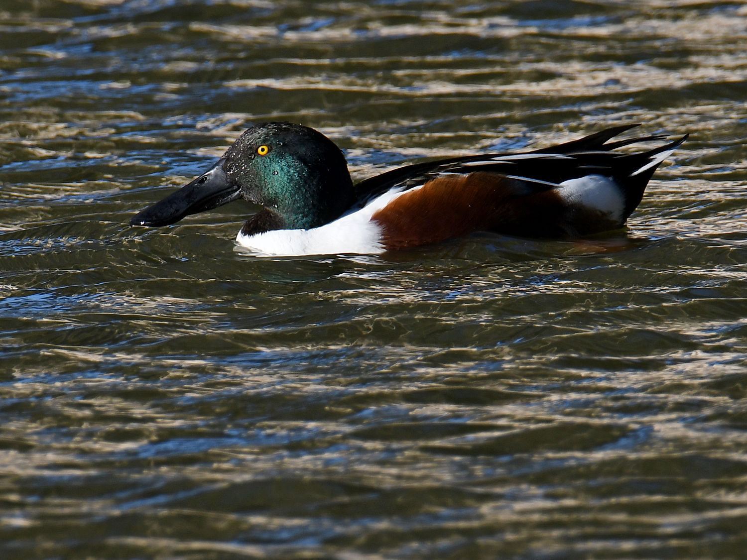 Shoveler4.jpg