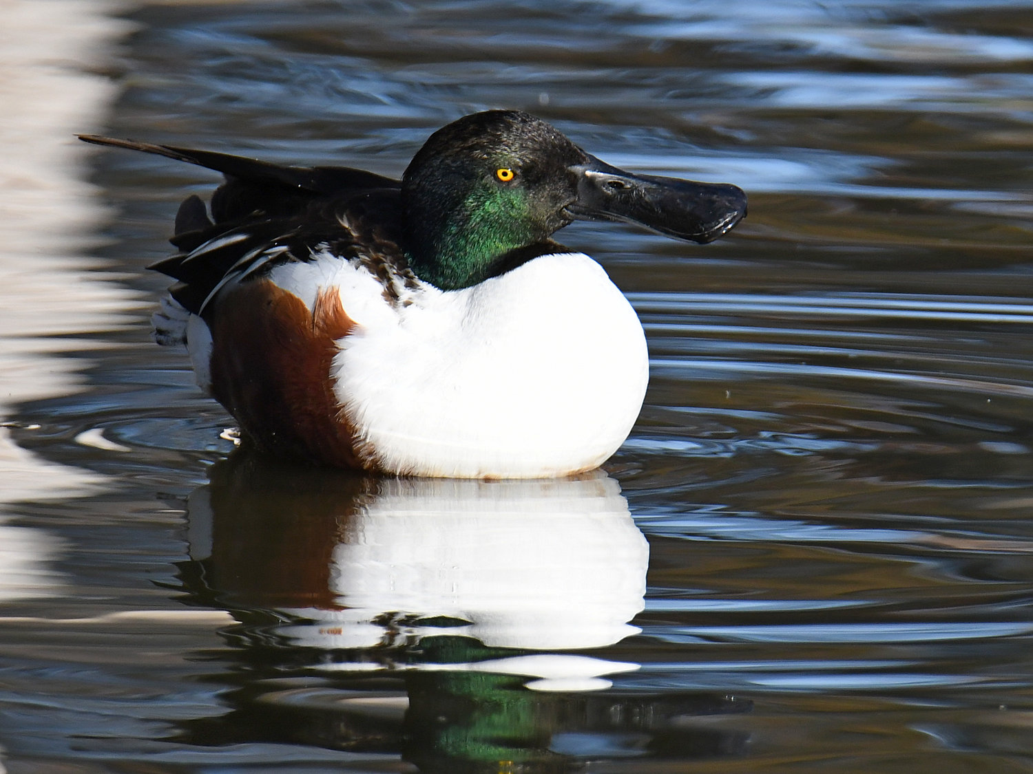 Shoveler4.jpg
