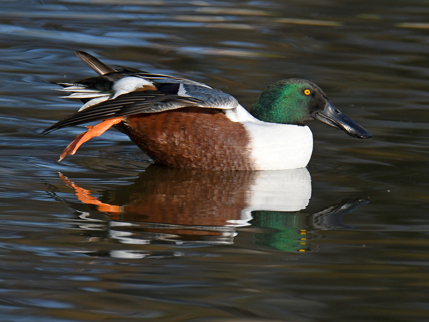 Shoveler5.jpg
