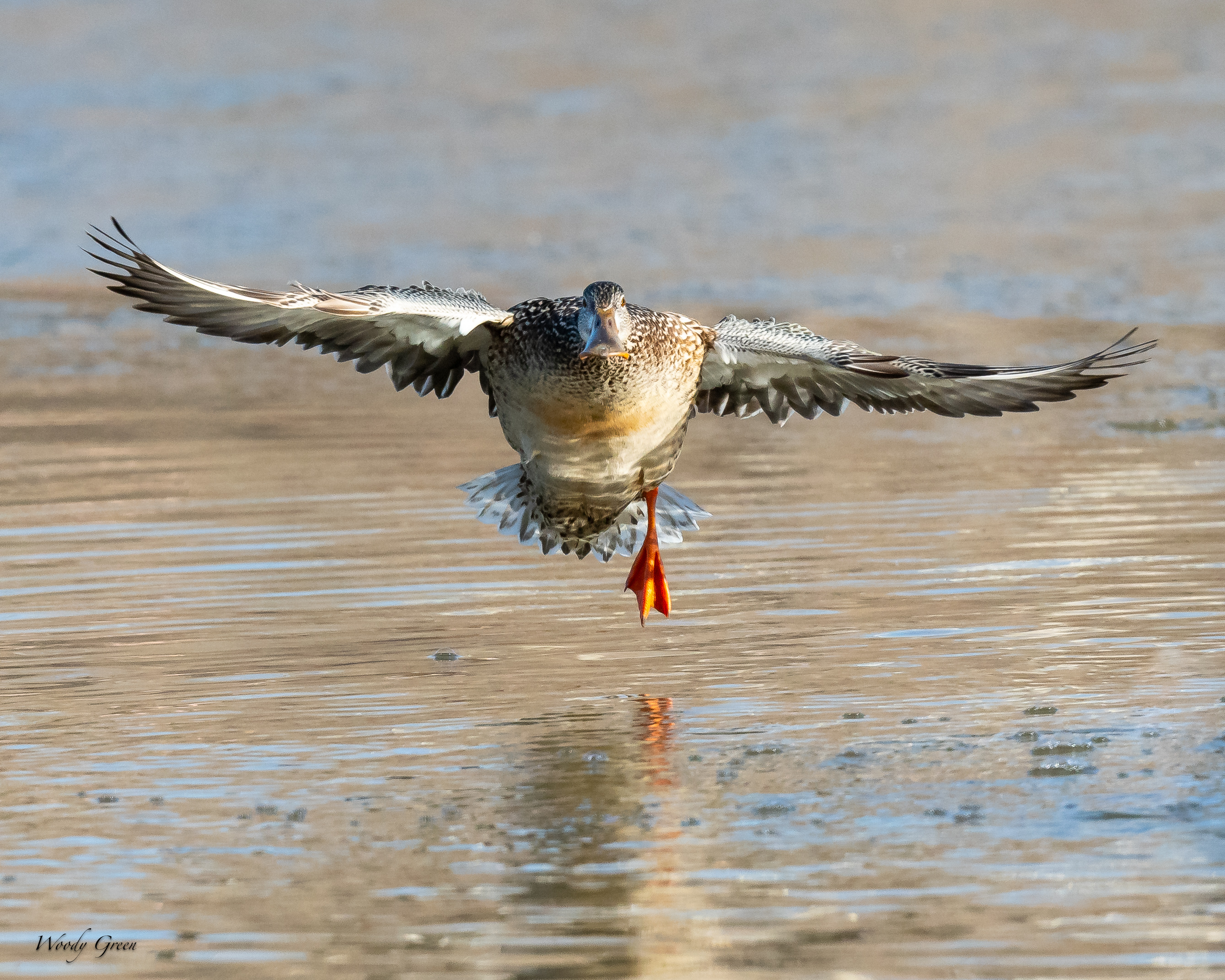 ShovelerOneLeg-280.jpg