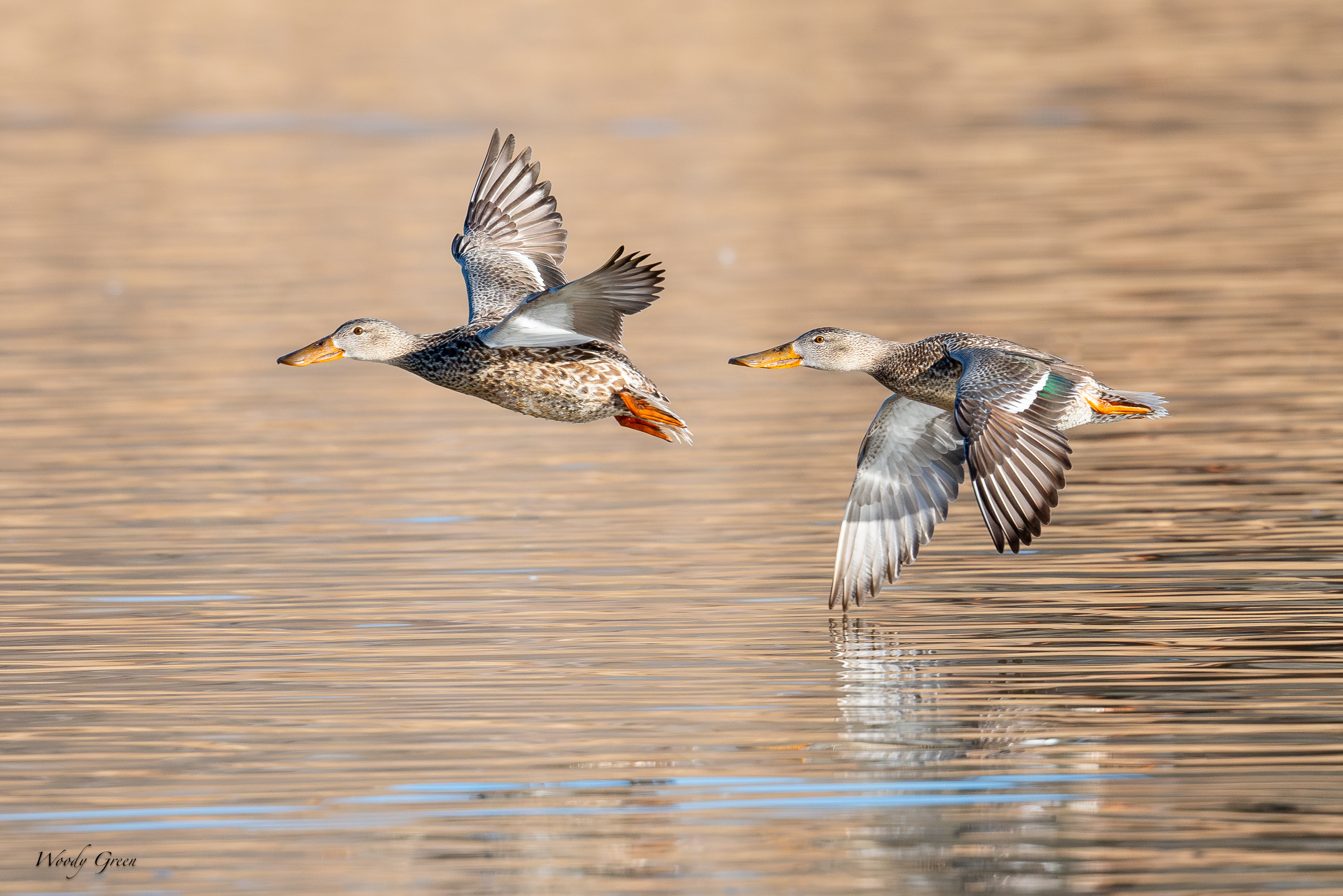 ShovelersFlight-266.jpg