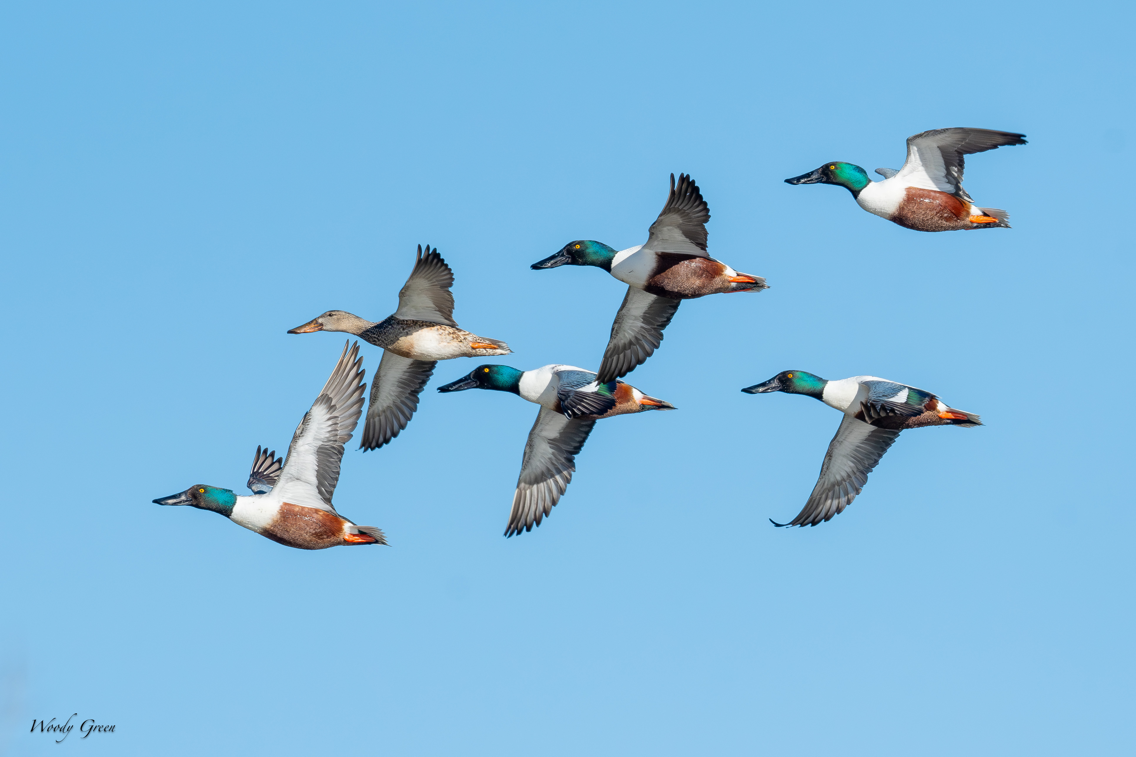 ShovelersFlight-44.jpg