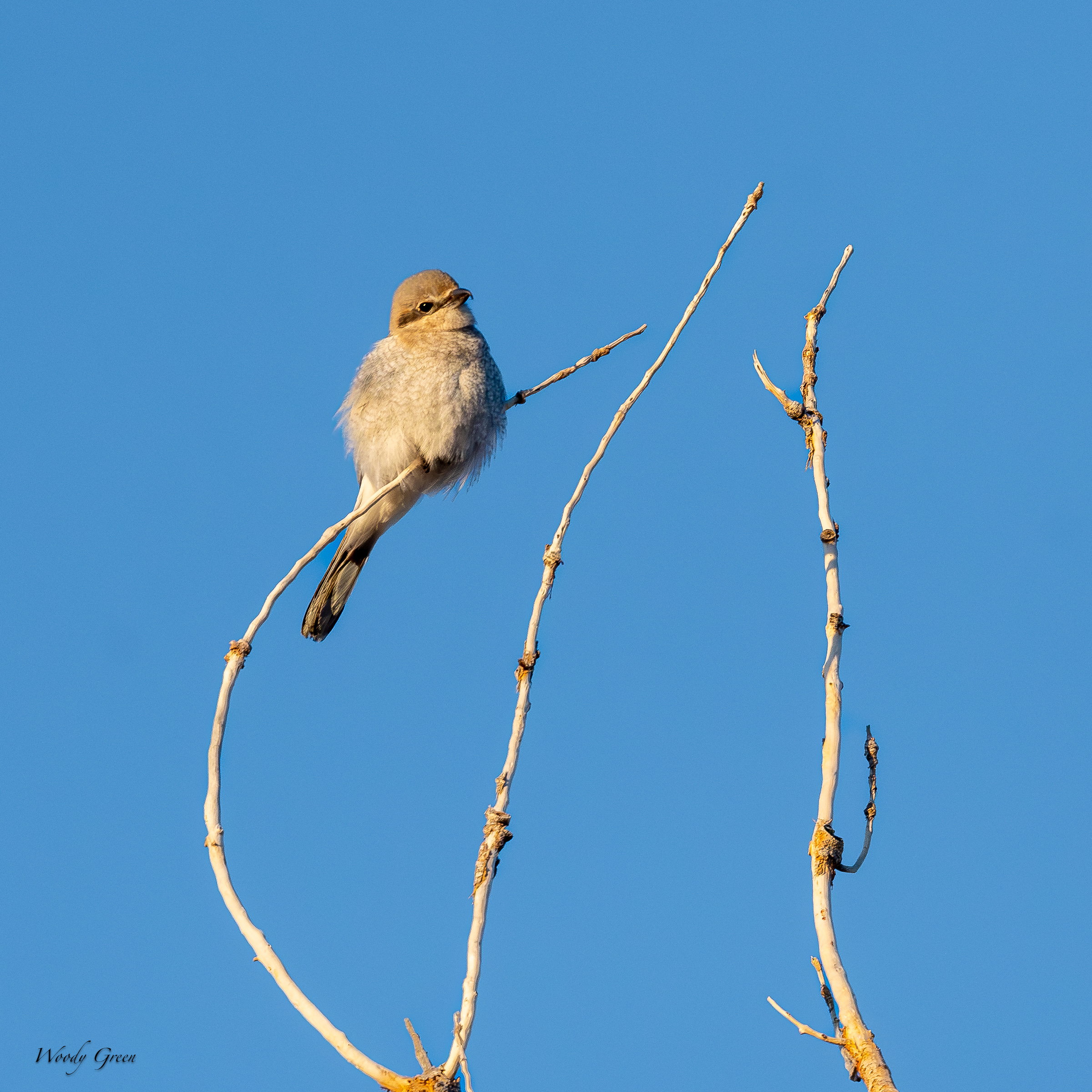 Shrike-46.jpg