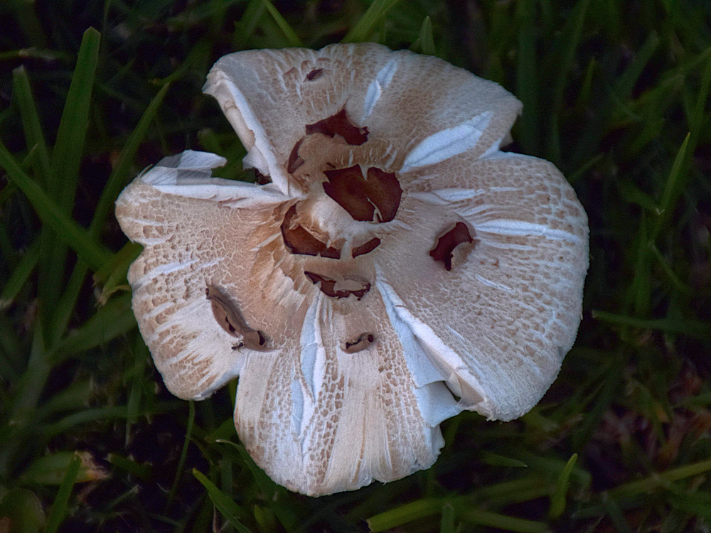 Shroom.jpg