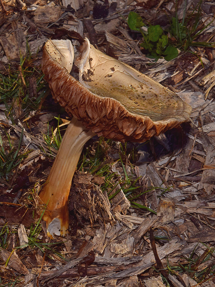 Shroom.jpg