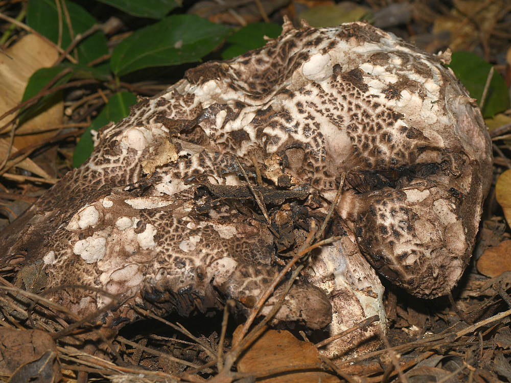 Shroom.jpg